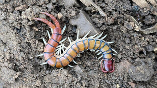 רבנדל ממין Scolopendra morsitans