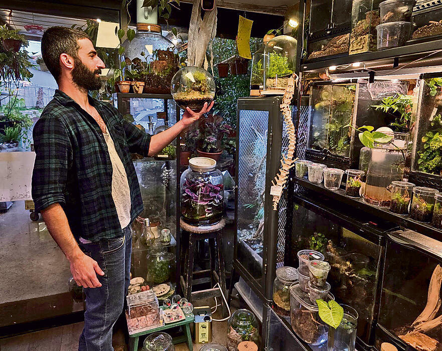 צירצורים ברינתיה. נחש בצנצנת yk14427237