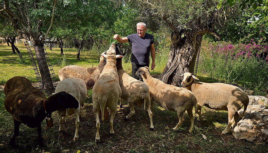מרקוביץ במשק שלו. החל את דרכו ללא הכשרה מסודרת | צילומים: אורנה בן חיים yk14427263