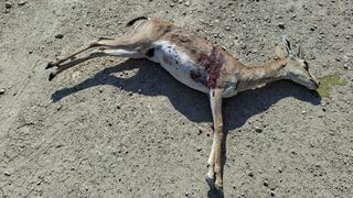 הצבייה לא שרדה