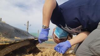 מחקר מקיף על צבי הים בישראל