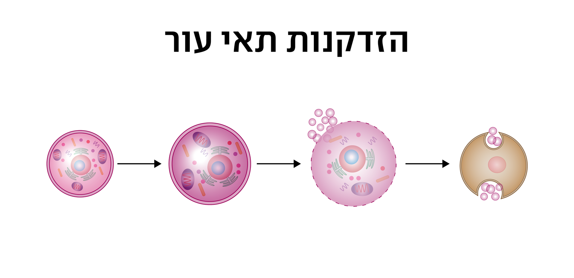 אינפו הזדקנות תאי עור (צילום: Shutterstock) אינפו הזדקנות תאי עור