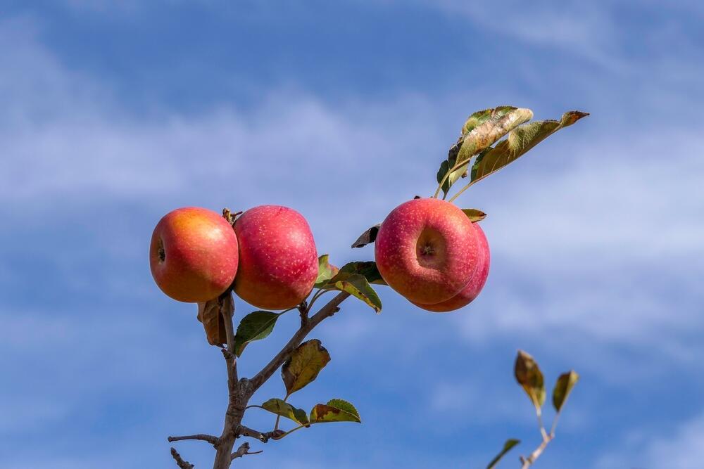 תפוחים בגולן (צילום: Emma Grimberg, shutterstock) תפוחים בגולן