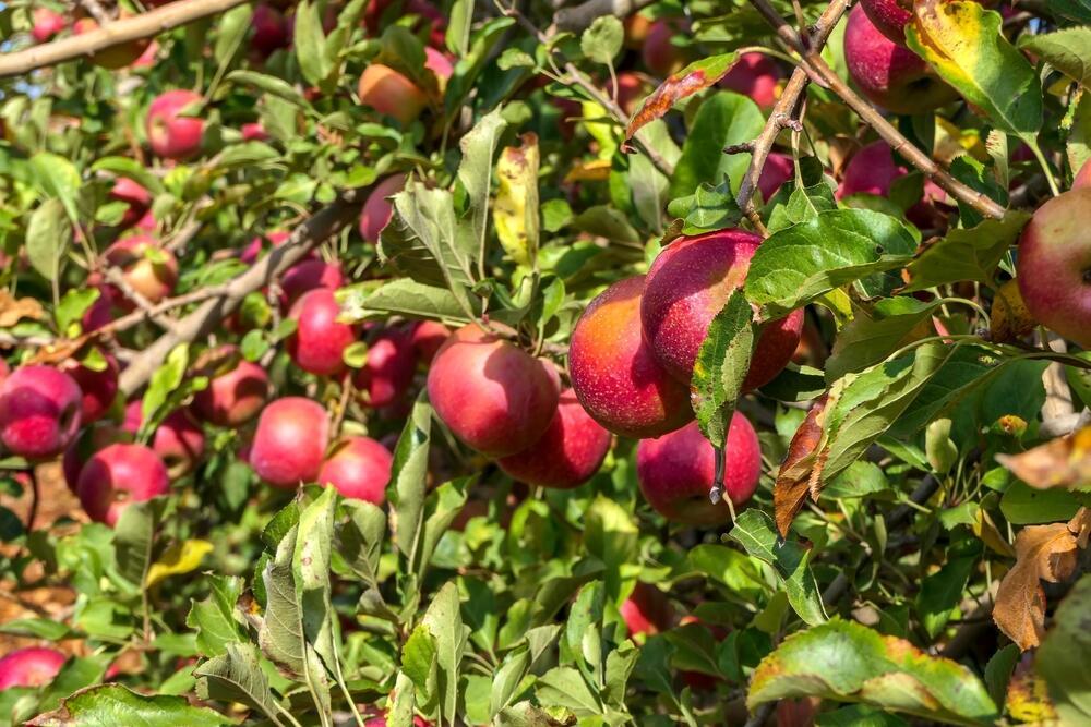 עץ תפוחים בגולן (צילום: Emma Grimberg, shutterstock) עץ תפוחים בגולן