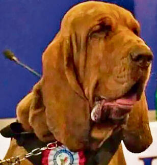 רצח אכזרי במיוחד. ברונו | צילום: מתוך X yk14435062