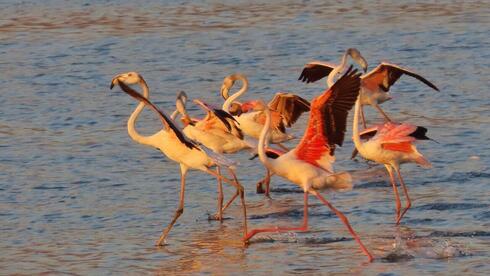 Flamingos spend summer in Israel for first time