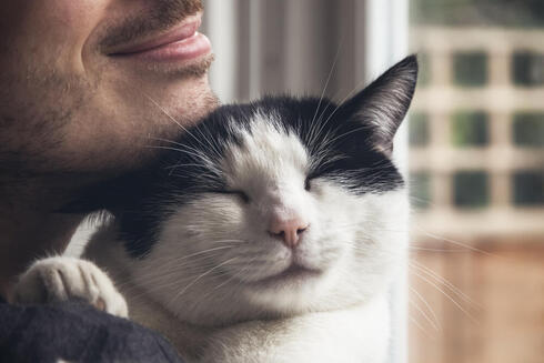 Researchers tie purring to DNA repetition in domestic cat