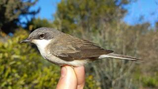 סבכי טוחנים. כ-3,000 ק