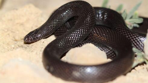Feared by Moses: Meet Israel's deadliest snake