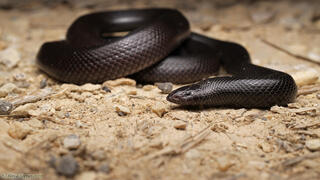 שרף עין גדי שרף עין גדי