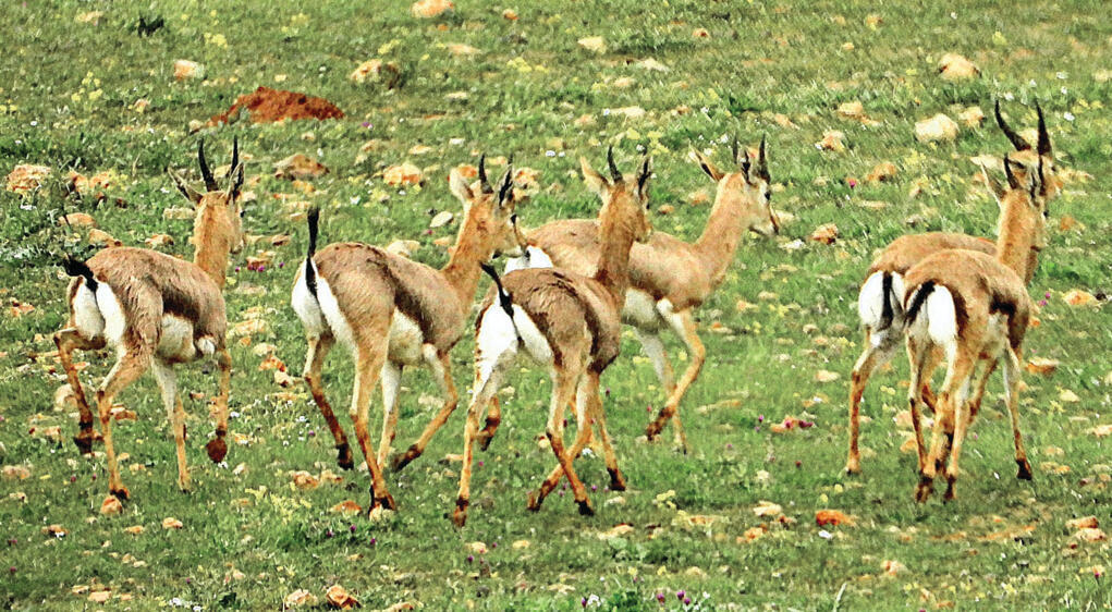 "מחזה מרשים". צבאים ליד עפרה | צילום: שחר כפיר, רשות הטבע והגנים yk14445514