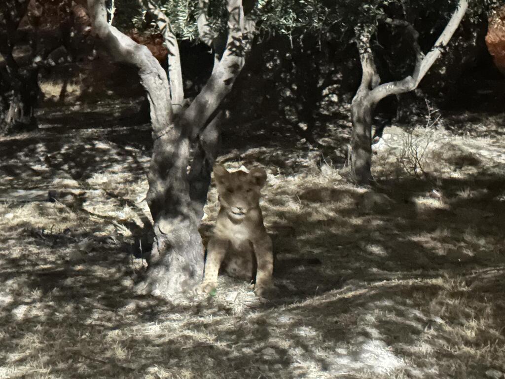 Lion cub found ties to tree in Abu Dis (Photo: Israel Nature and Parks Authority) גור האריות נמצא כשהוא קשור לעץ