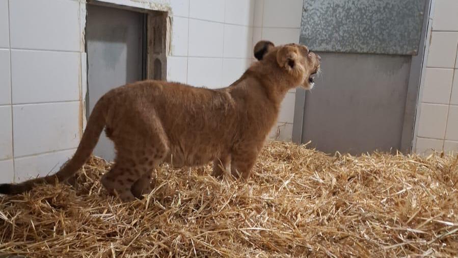 הגור השישי שנמצא בישראל השנה (צילום: רשות הטבע והגנים) הגור השישי שנמצא בישראל השנה