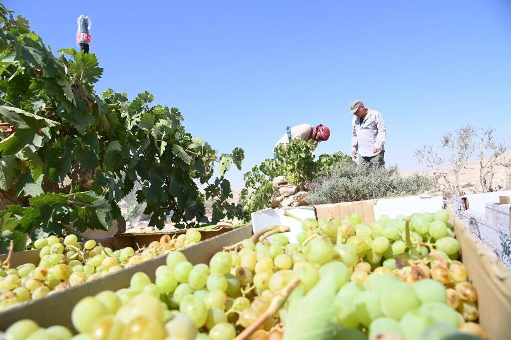 מהענבים ייצרו יין בטעם של פעם (צילום: הרצל יוסף) מהענבים ייצרו יין בטעם של פעם