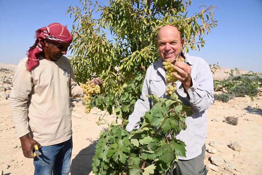 בציר הענבים בעבדת (צילום: הרצל יוסף) בציר הענבים בעבדת
