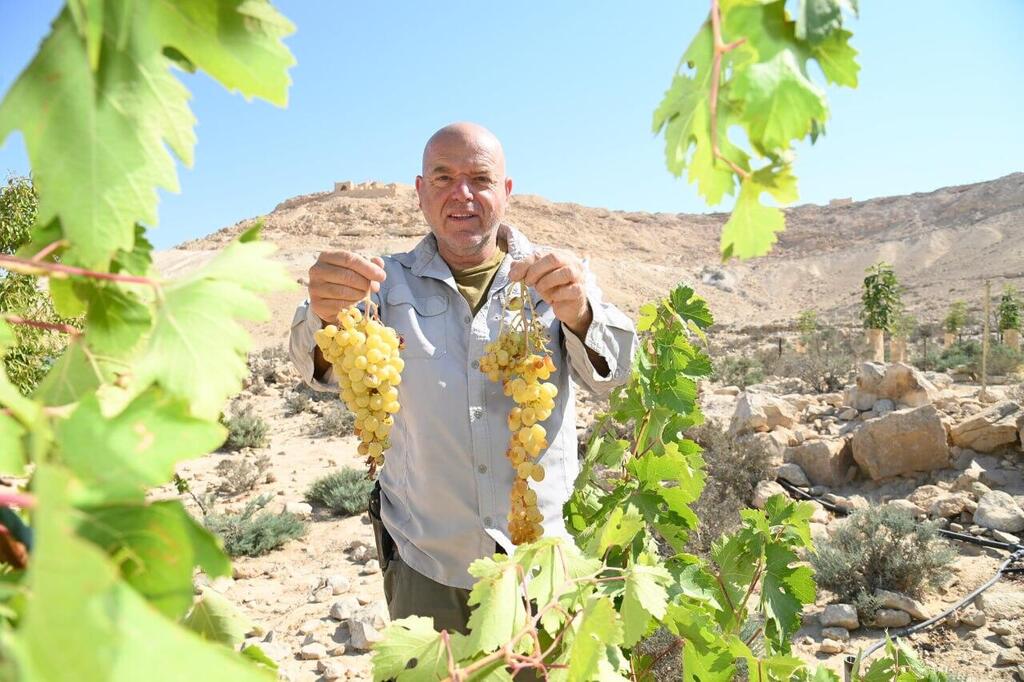 הענבים שנבצרו בנגב (צילום: הרצל יוסף) הענבים שנבצרו בנגב
