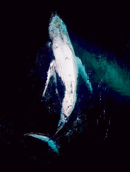 הלווייתן שנקרא על שמו של יפתח יעבץ ז"ל | צילום: זיו יאיר yk14465950