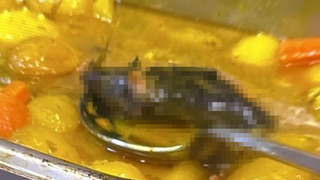 עכבר באוכל בבסיס אורים