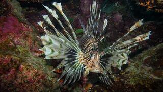 דג זהרון הדור עקץ  גבר כבן 40 בחוף פלמחים, ראשון לציון 