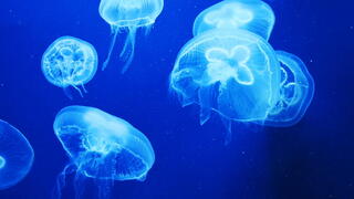 נחיל מדוזות