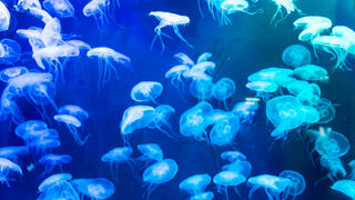 נחיל מדוזות