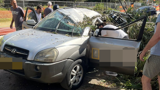 קריסת עץ ברחוב עמק רפאים בירושלים 