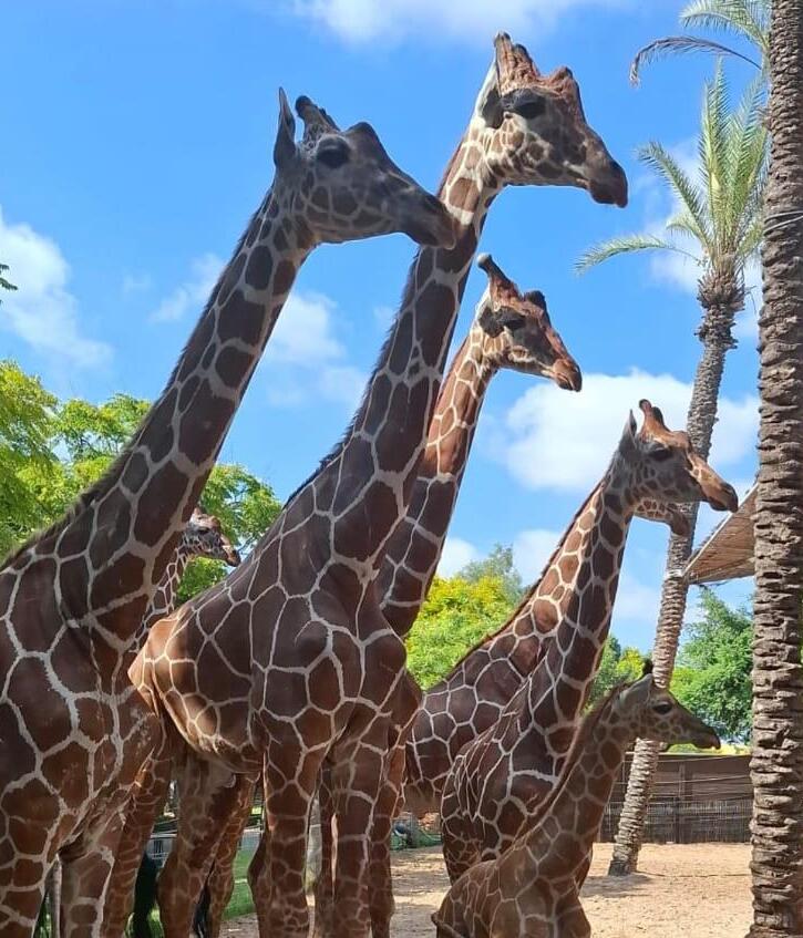 חי פארק קרית מוצקין