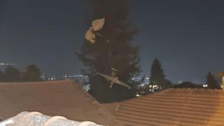 רוכב שמיים נפל על עץ בחצר בית בקריית שמונה