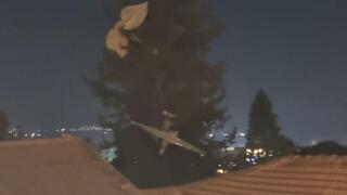 רוכב שמיים נפל על עץ בחצר בית בקריית שמונה