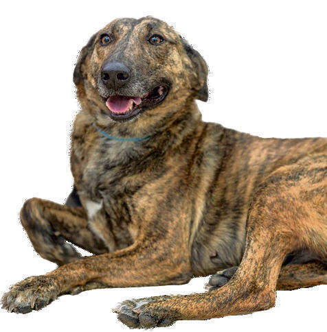 צילום: תנו לחיות לחיות yk14482010