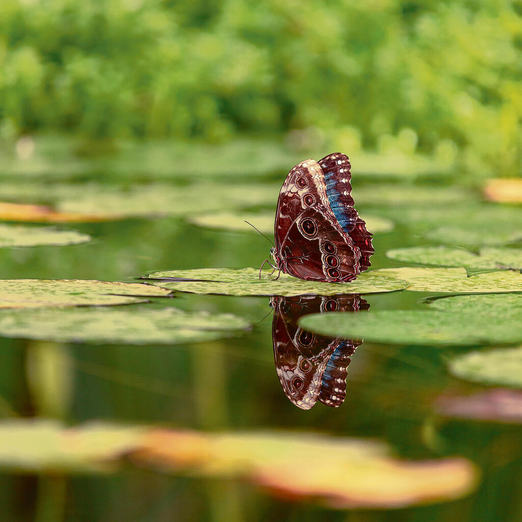 צילום: יוסף כהן yk14481440