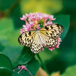 צילום: יוסף כהן yk14481441