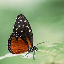 צילום: רפאל ברודו yk14481443