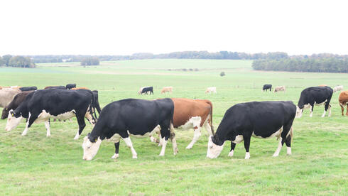 חקלאים, חלב, ובירוקרטיה