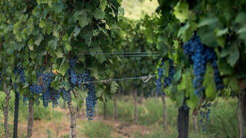 Land of Israel is a vineyard, Jews are its grapes