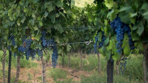 A sweet new year in every glass: The top 5 Israeli wines for Rosh Hashanah