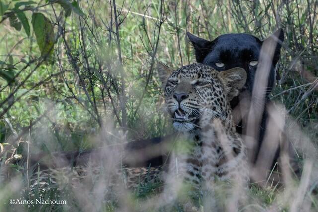 Israeli wildlife photographer captures rare black leopard and her