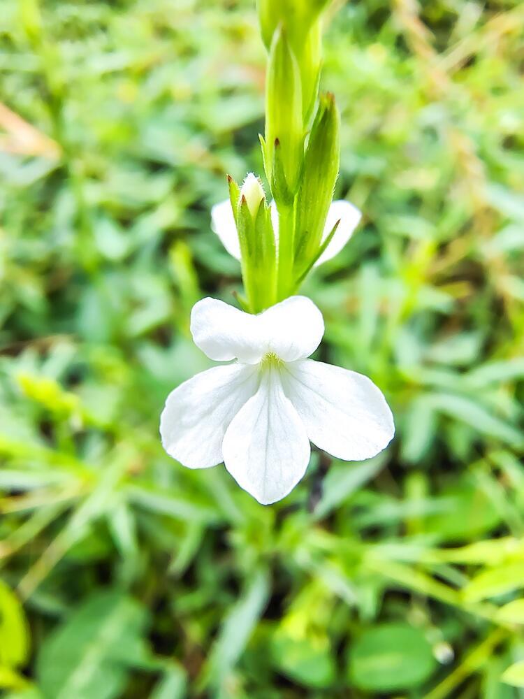 עשב המכשפה (צילום: Satyasagar padhan, shutterstock) עשב המכשפה