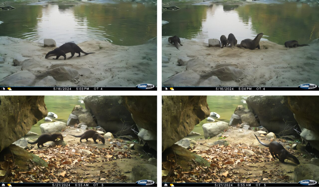 הלוטרות בהודו (צילום: ournal of Threatened Taxa (2025). DOI: 10.11609/jott.9655.17.8.27403-27406) הלוטרות בהודו