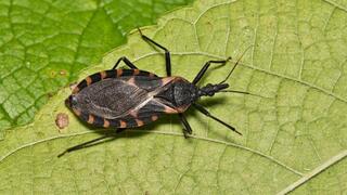 Triatoma