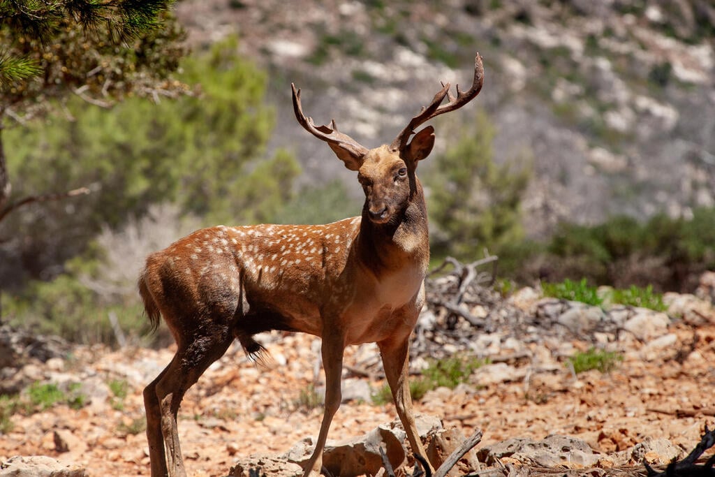 יחמור בחי בר כרמל (צילום: דורון ניסים, רשות הטבע והגנים) יחמור בחי בר כרמל