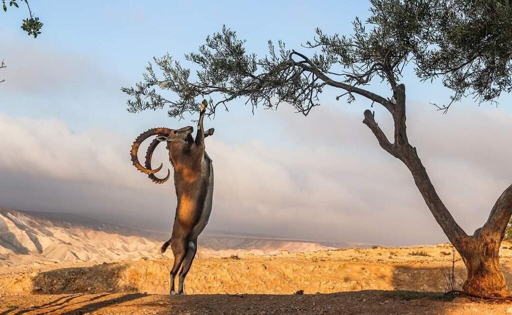 יעל אוכל מעץ שיטה במצוק הצינים (צילום: טל חיוט, רשות הטבע והגנים) יעל אוכל מעץ שיטה במצוק הצינים