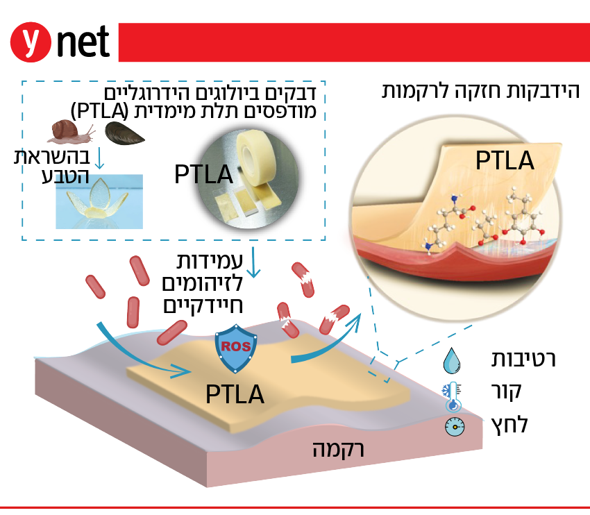 קרדיט: מעבדת ד"ר שאדי פרח אינפו דבק ביולוגי