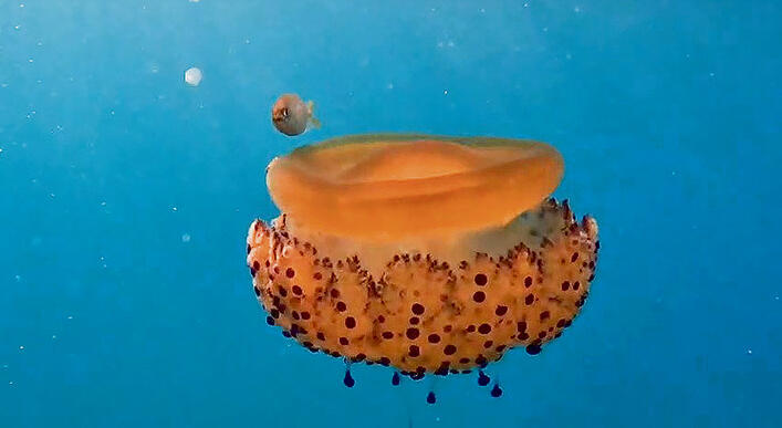 צילום: שלומי יצחקי, רשות הטבע והגנים yk14549976