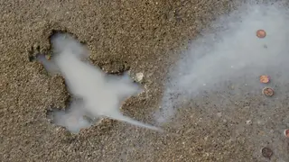 הסימן שהותיר בעל החיים בבטון הרטוב הסימן שהותיר בעל החיים בבטון הרטוב