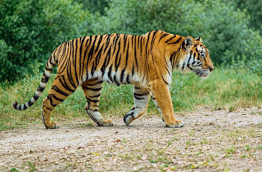 צילום: באדיבות גן החיות התנ"כי yk14551549