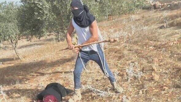 עפאף אבו עליא, בת 50, מותקפת על ידי מתנחלים בזמן מסיק זיתים