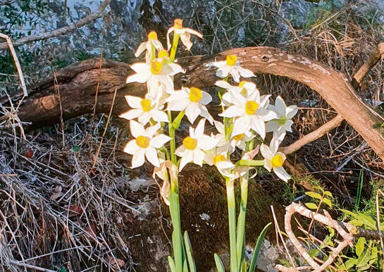 נרקיסים | צילום: נעמי ודוד דורי yk14556027