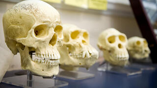 גולגולות אדם גולגולות אדם