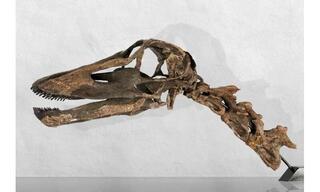 גולגולת עם שיניים של דינזאור מהמין Kaatedocus siberi שנמצאה בארצות הברית גולגולת עם שיניים של דינזאור מהמין Kaatedocus siberi שנמצאה בארצות הברית